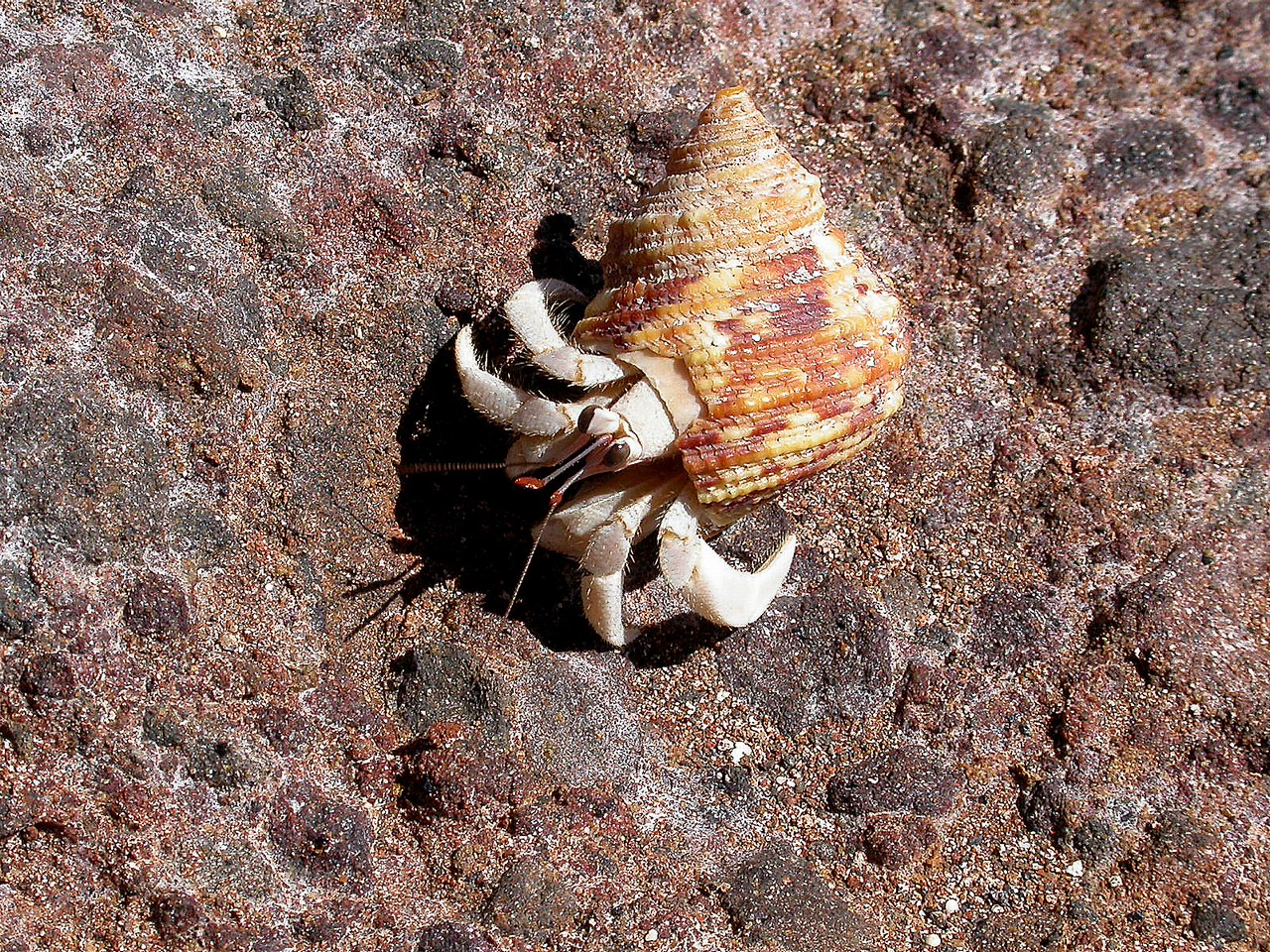 Coenobita rugosus